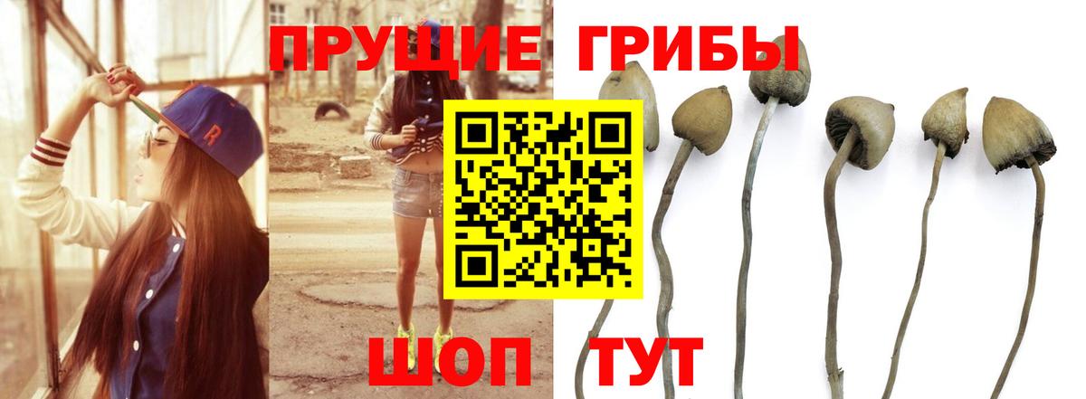 Галлюциногенные грибы Cubensis  Беслан 